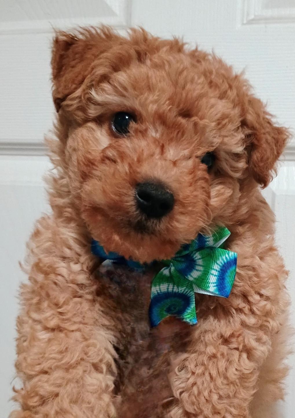 Enlarge Jupiter, an adopted mixed breed in Galt, CA image 4/6