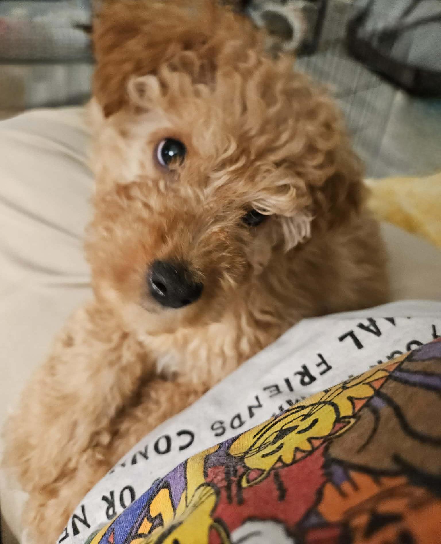 Enlarge Jupiter, an adopted mixed breed in Galt, CA image 5/6