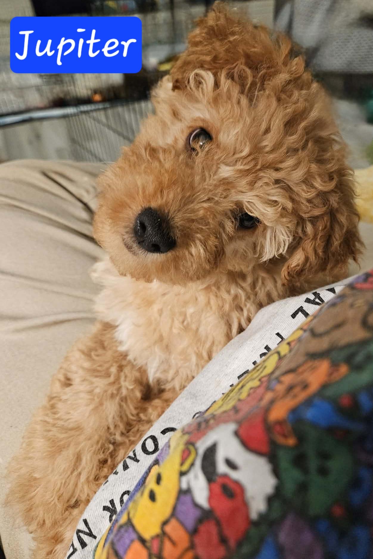 Jupiter, adopted, Puppy Male Poodle.