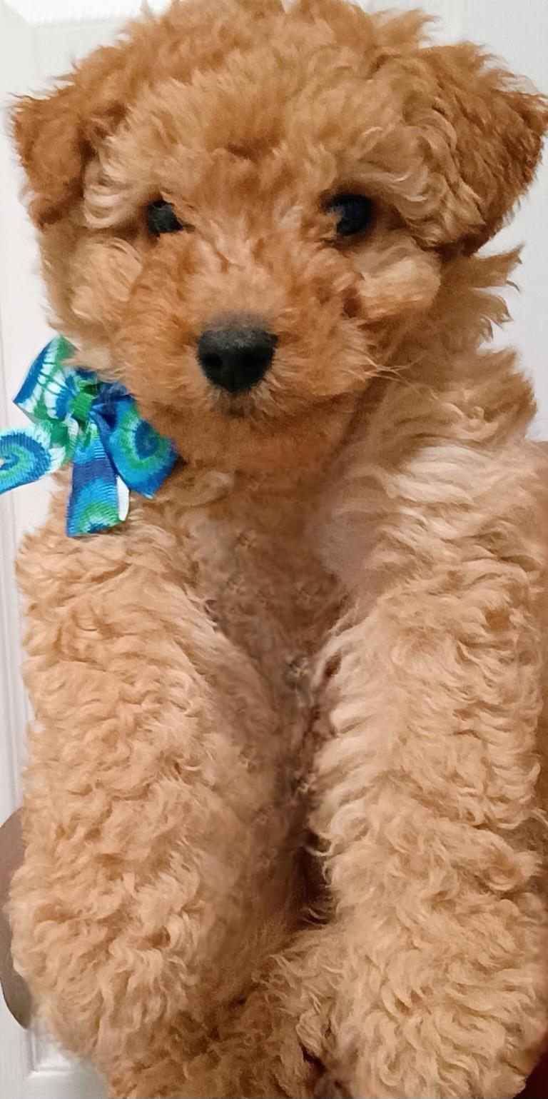 Enlarge Jupiter, an adopted mixed breed in Galt, CA image 2/6