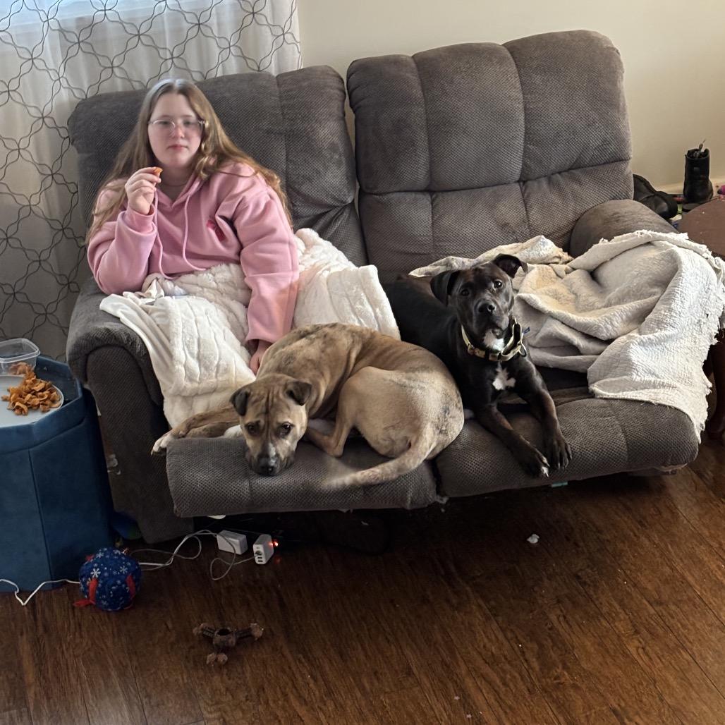 Enlarge Aspen, a Adoptable Mixed Breed in Springboro, OH image 1/6