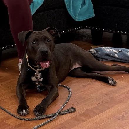 Enlarge Aspen, a Adoptable Mixed Breed in Springboro, OH image 2/6