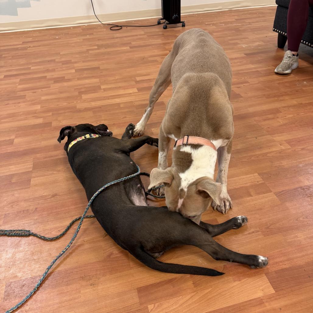 Enlarge Aspen, a Adoptable Mixed Breed in Springboro, OH image 3/6