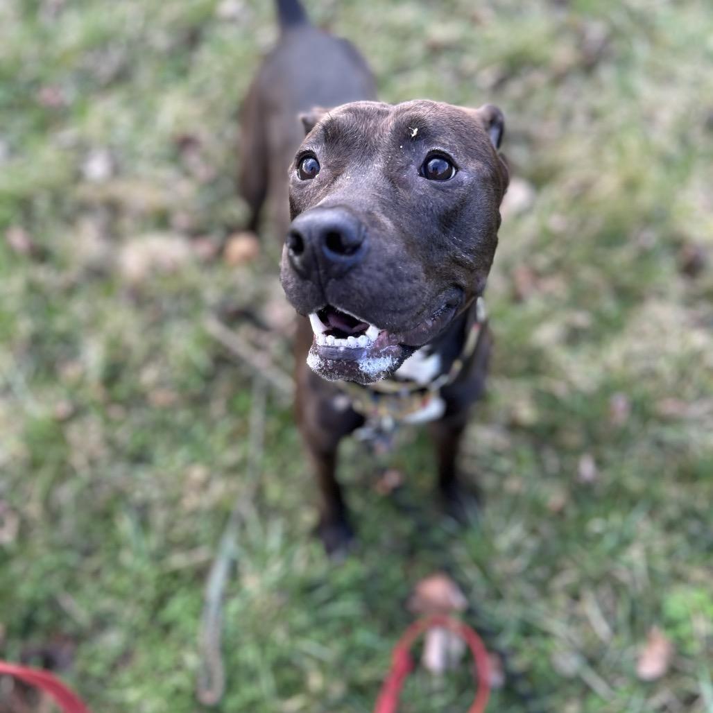 Enlarge Aspen, a Adoptable Mixed Breed in Springboro, OH image 4/6