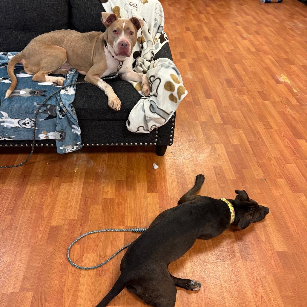 Enlarge Aspen, a Adoptable Mixed Breed in Springboro, OH image 5/6