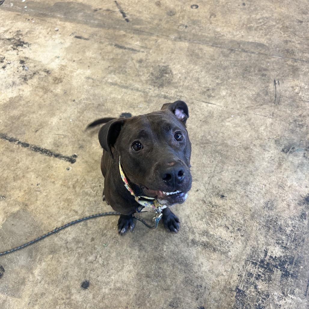 Enlarge Aspen, a Adoptable Mixed Breed in Springboro, OH image 6/6