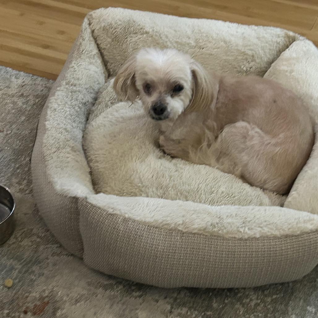 Bear, Adoptable, Senior Male Maltese & Poodle.