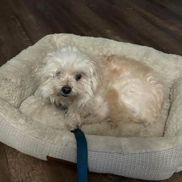 Enlarge Bear, a Adoptable mixed breed in Austell, GA image 3/3