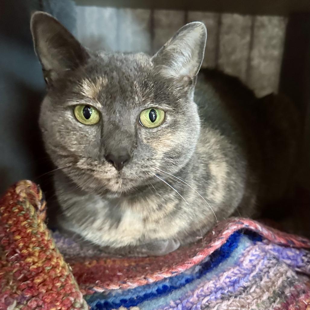 Gracie, Adoptable, Adult Female Domestic Short Hair.