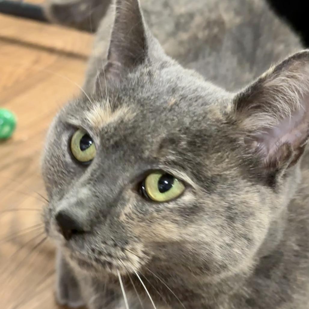 Enlarge Gracie, a Adoptable Domestic Short Hair in Saratoga Springs, NY image 3/3