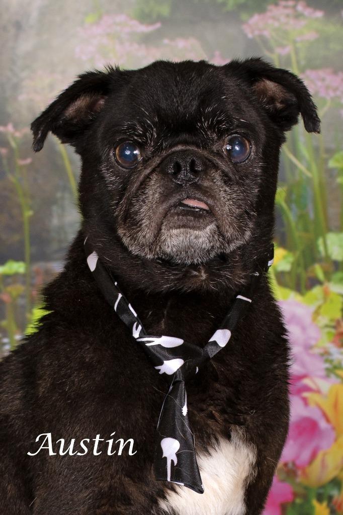 Austin, Adoptable, Senior Male Pug & Shepherd.