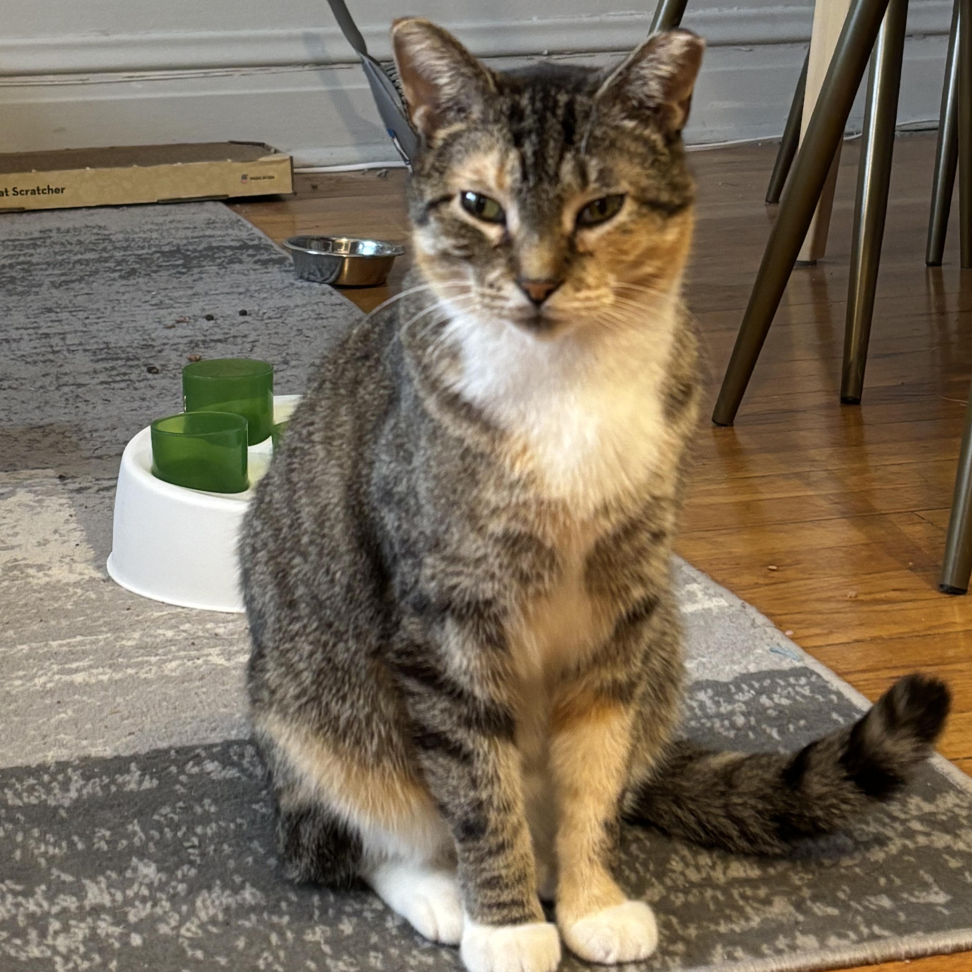 Felicia (and Gregor, bonded pair), Adoptable, Young Female Domestic Short Hair.