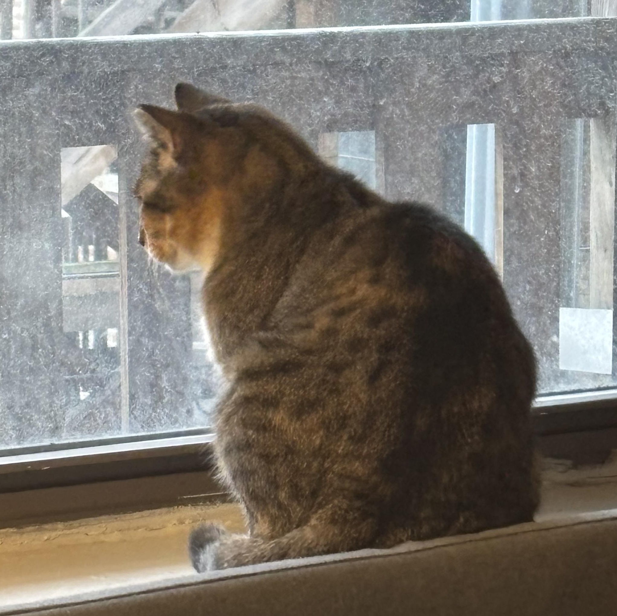 Enlarge Felicia (and Gregor, bonded pair), a Adoptable mixed breed in Chicago, IL image 2/4