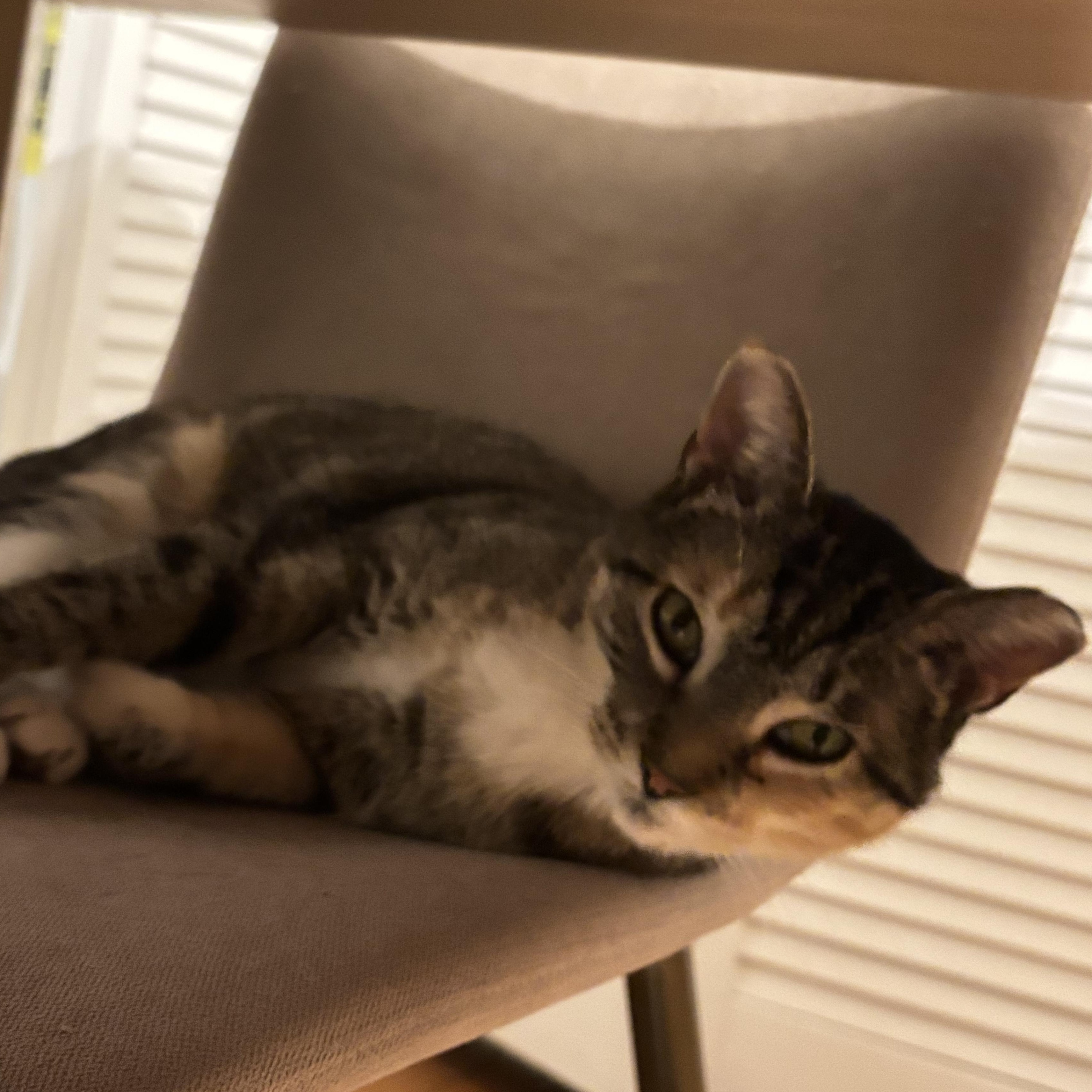 Enlarge Felicia (and Gregor, bonded pair), a Adoptable mixed breed in Chicago, IL image 3/4