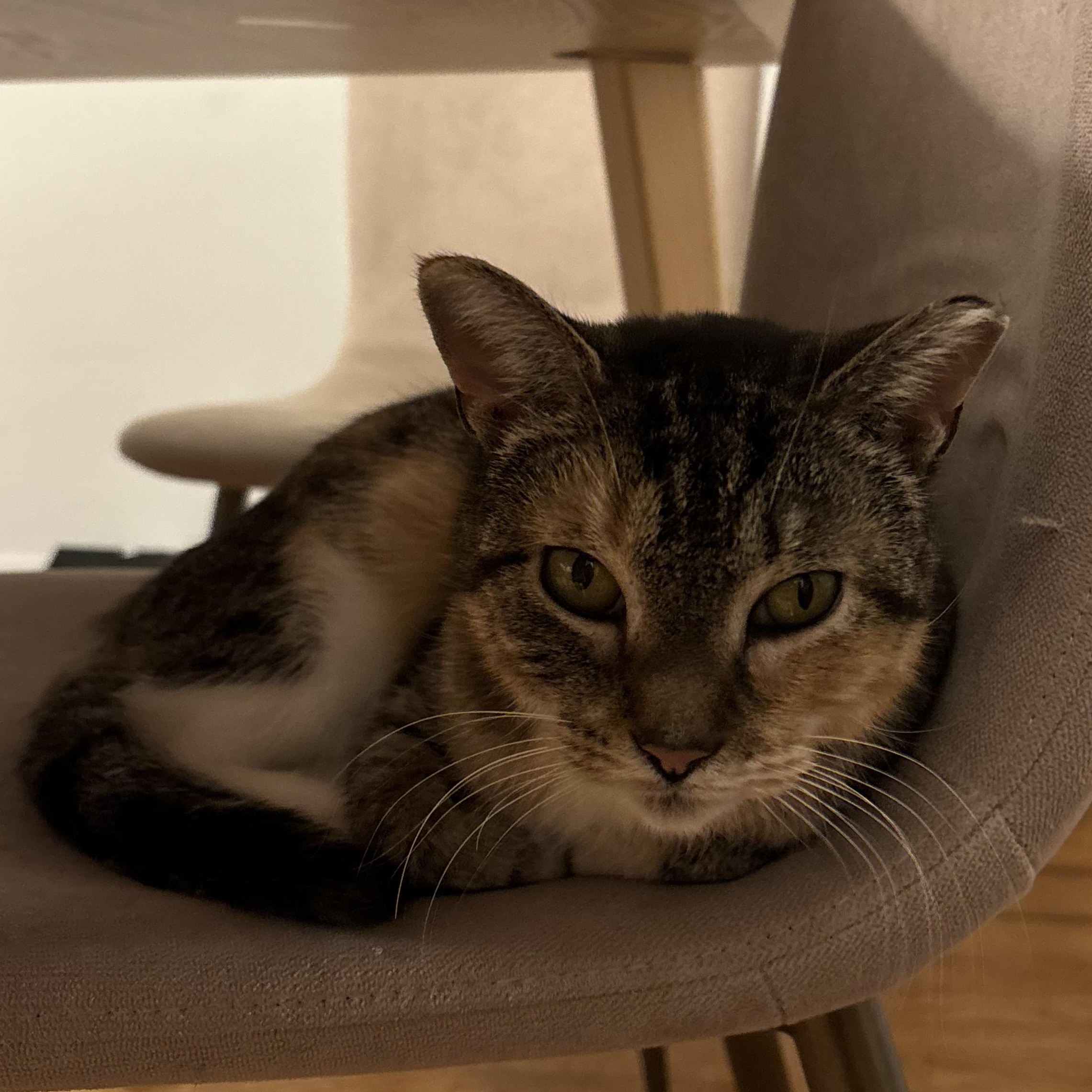 Enlarge Felicia (and Gregor, bonded pair), a Adoptable mixed breed in Chicago, IL image 4/4