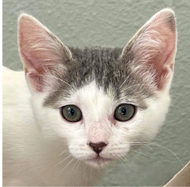 Starlight, Adoptable, Kitten Female Domestic Short Hair.