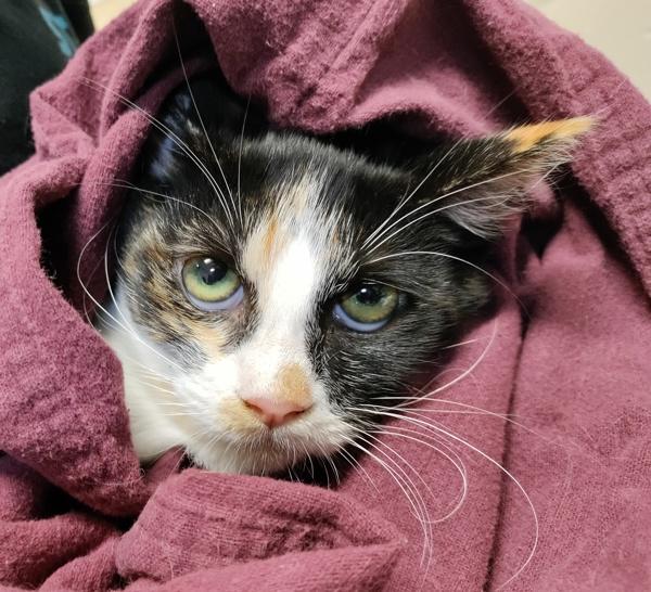 Nina, Adoptable, Young Female Domestic Short Hair.