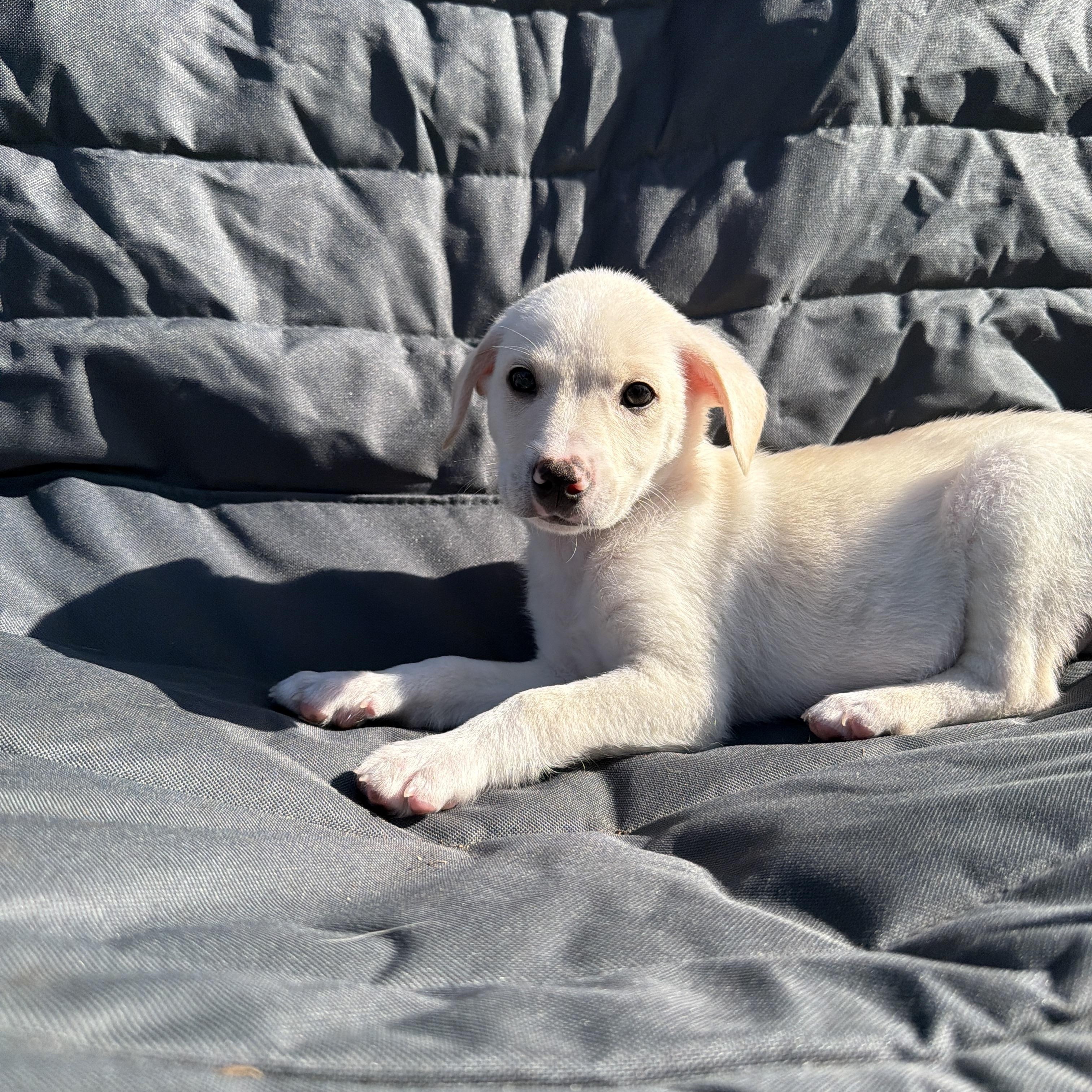 Polaris, a Adoptable mixed breed in Poway, CA image 2/3