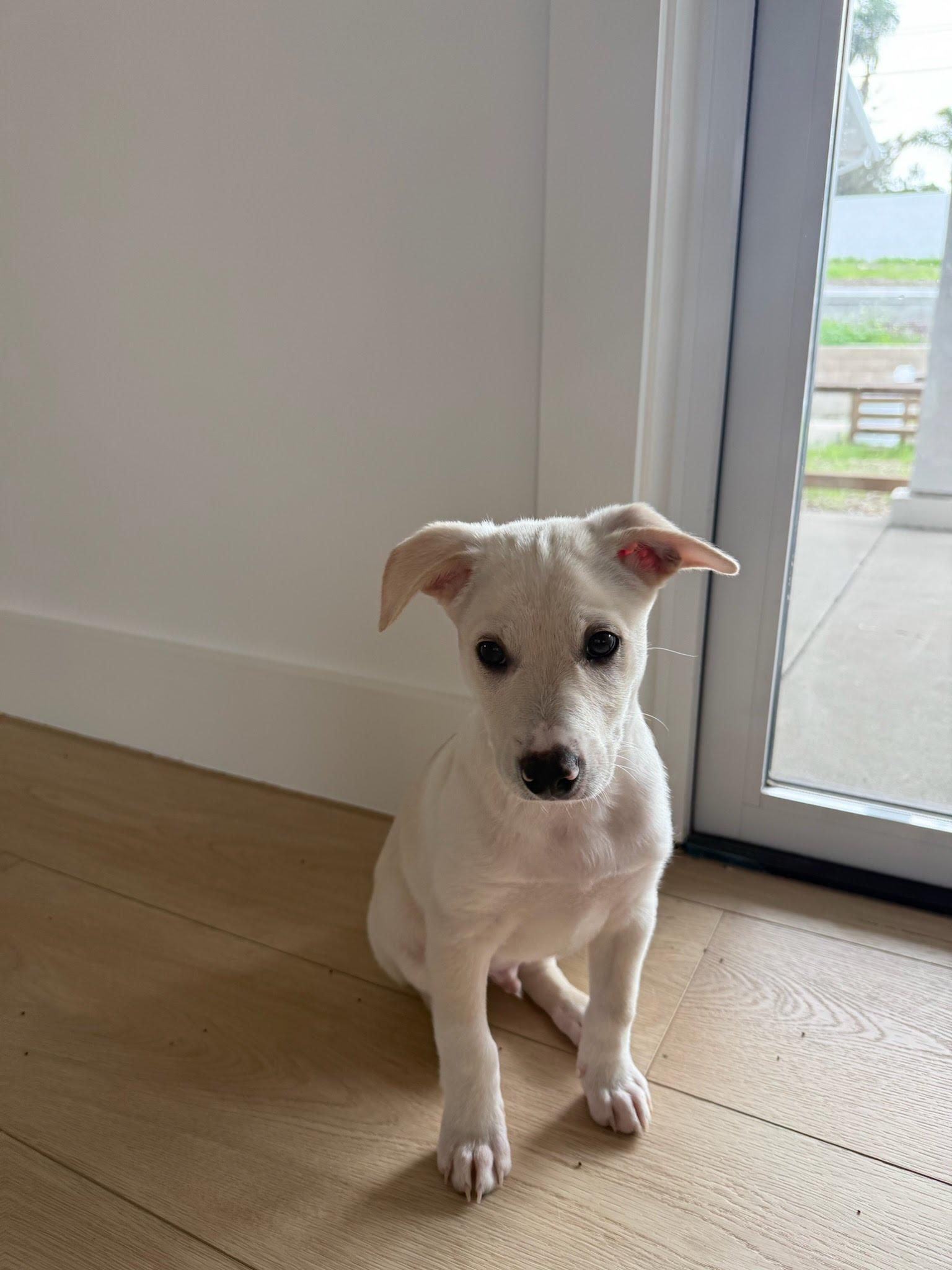 Polaris, a Adoptable mixed breed in Poway, CA image 1/3