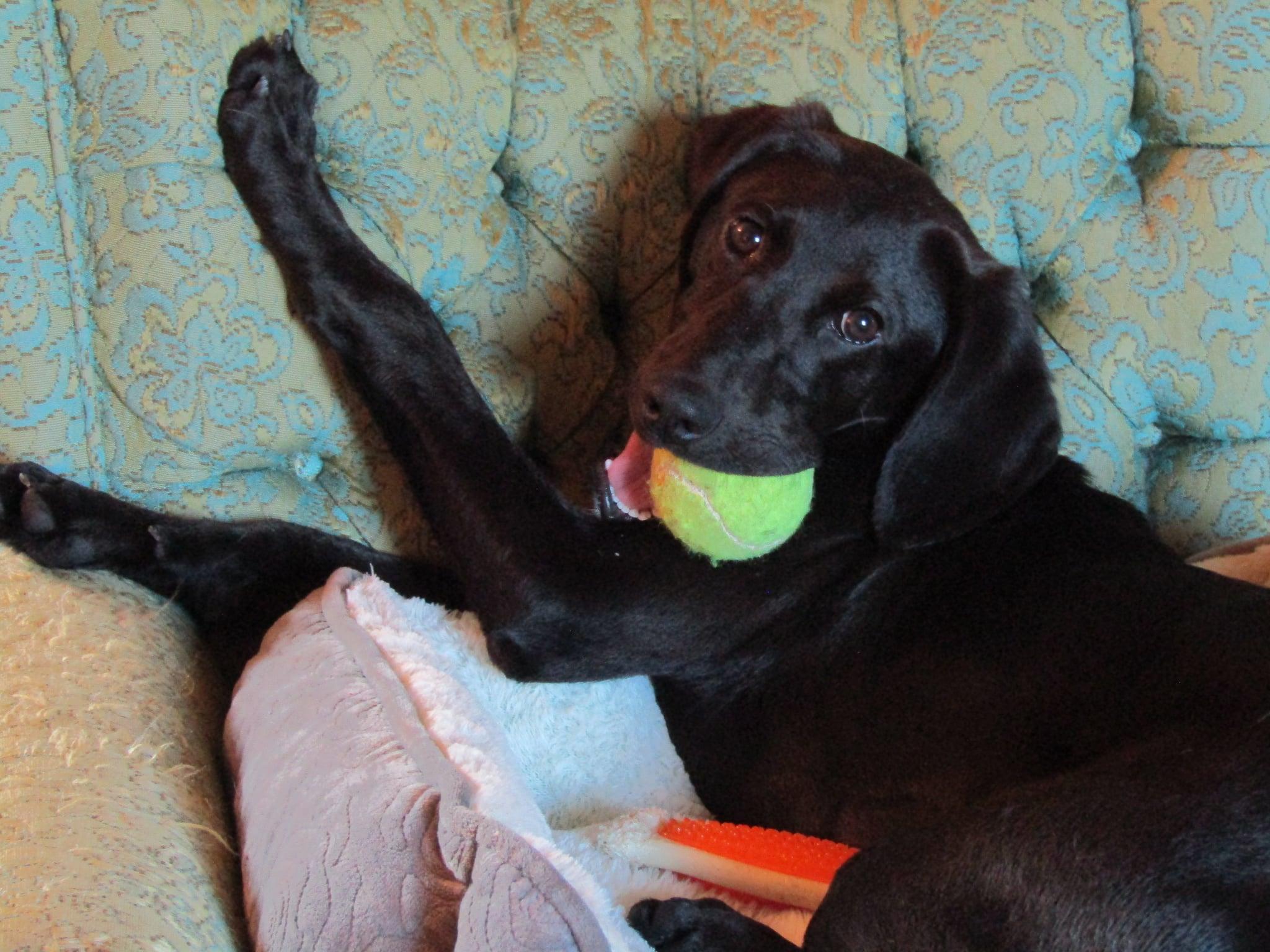 Enlarge Keeley, a Adoptable Mixed Breed in Appleton, WI image 2/4