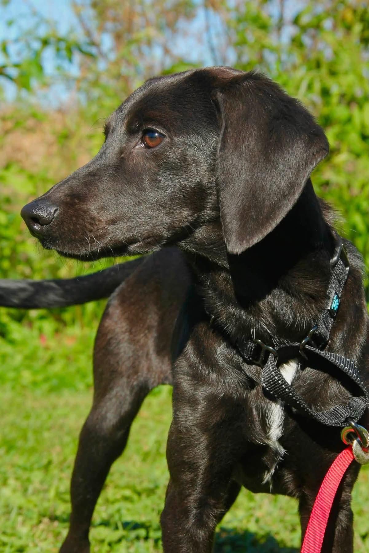 Enlarge Keeley, a Adoptable Mixed Breed in Appleton, WI image 4/4
