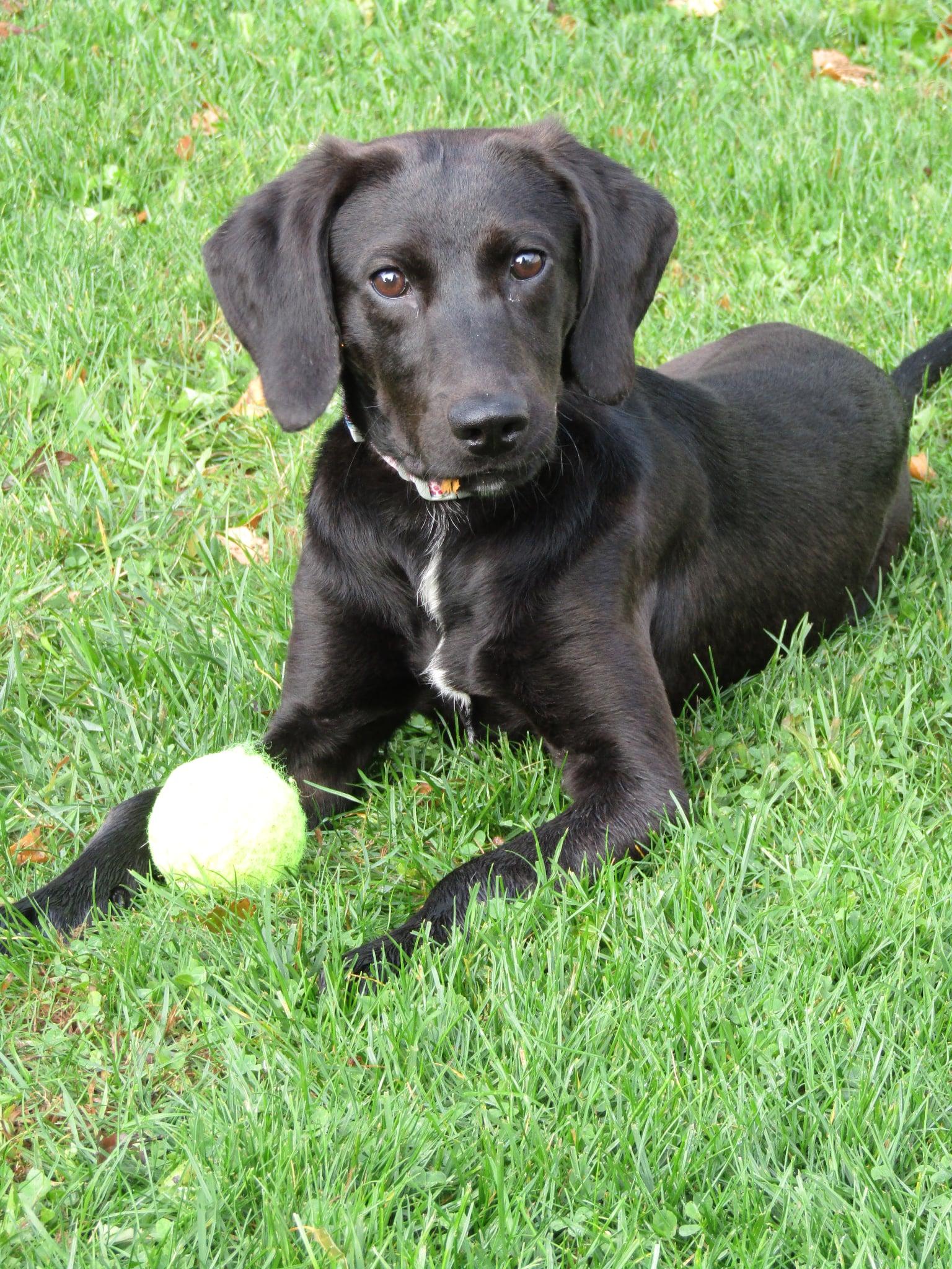 Enlarge Keeley, a Adoptable Mixed Breed in Appleton, WI image 1/4