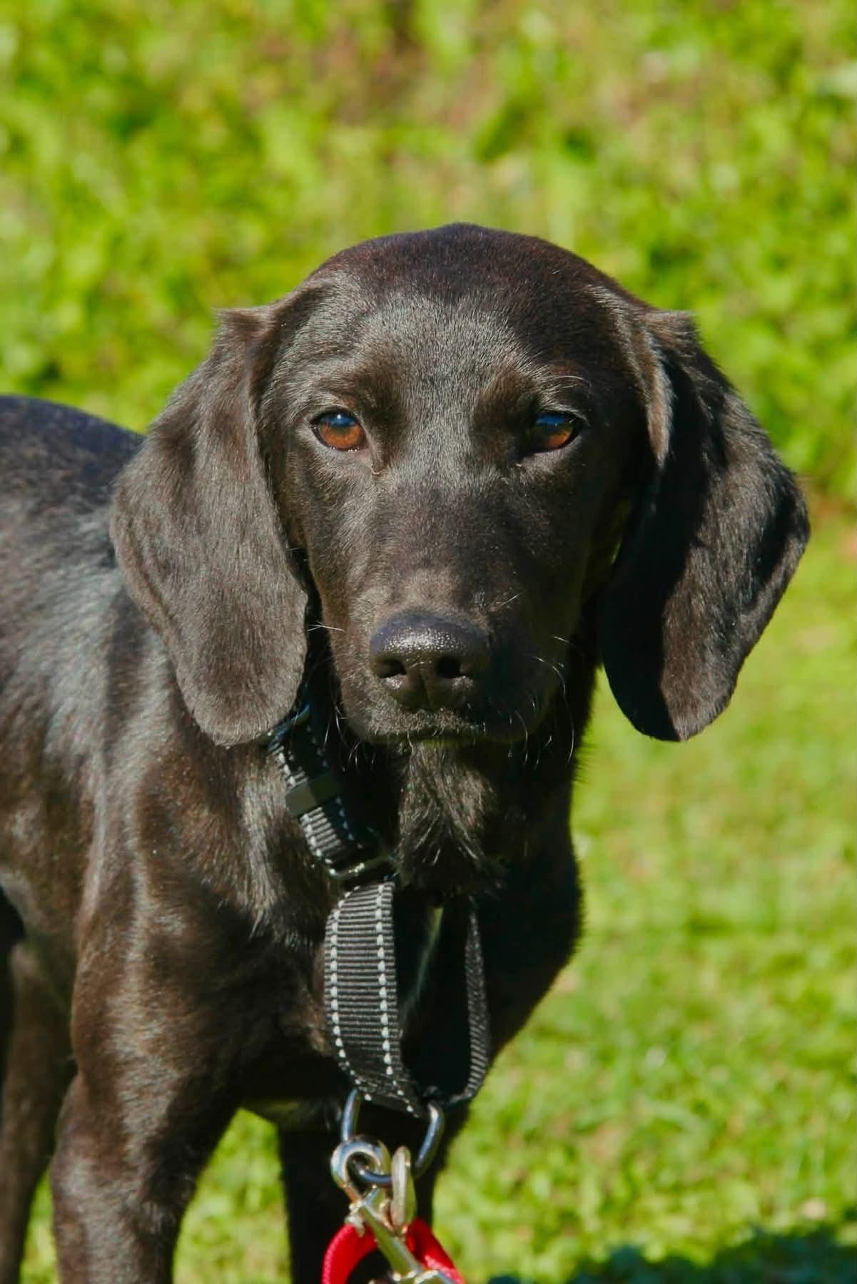 Enlarge Keeley, a Adoptable Mixed Breed in Appleton, WI image 3/4