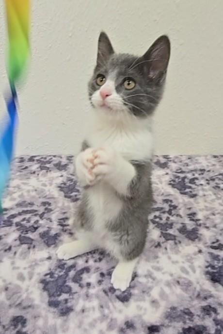Gumdrop, ADOPTABLE, Kitten Male Domestic Short Hair.