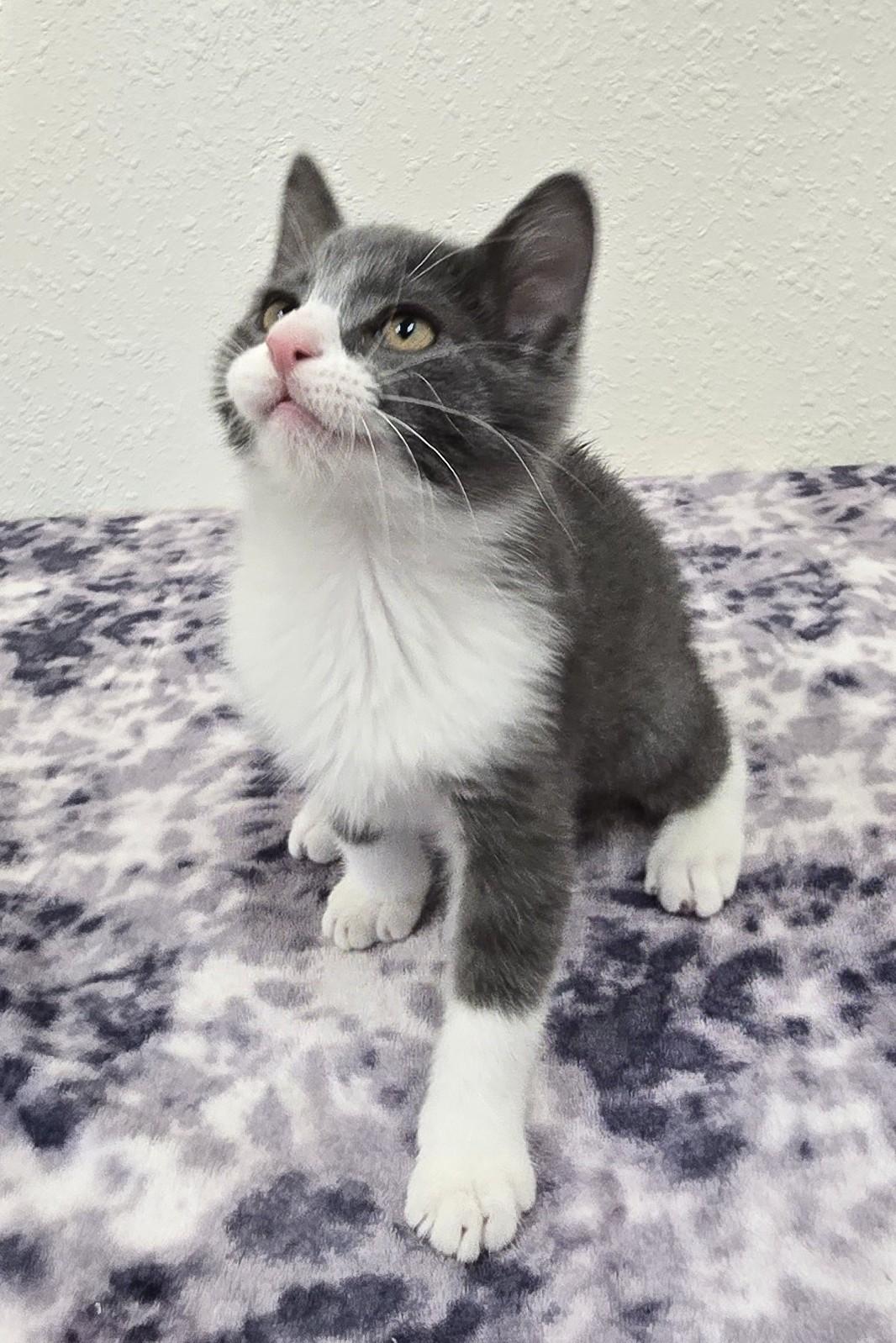 Gumdrop, a ADOPTABLE Domestic Short Hair in Red Wing, MN image 5/6