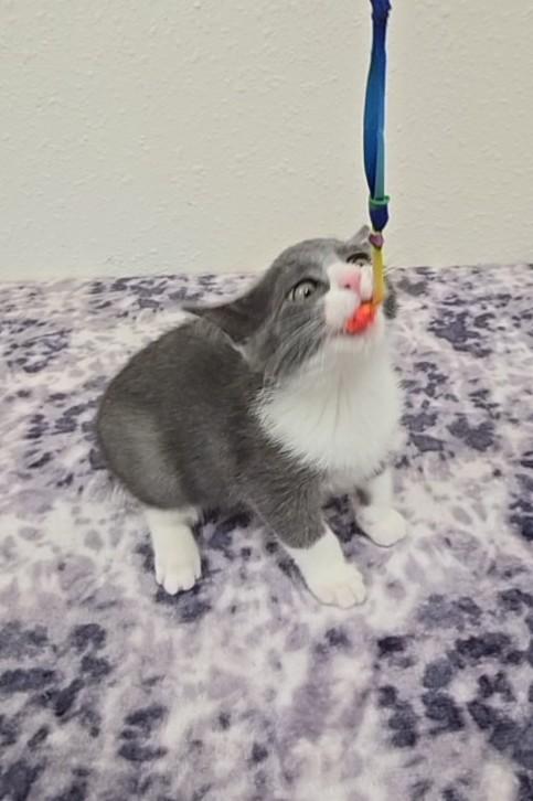 Gumdrop, a ADOPTABLE Domestic Short Hair in Red Wing, MN image 2/6