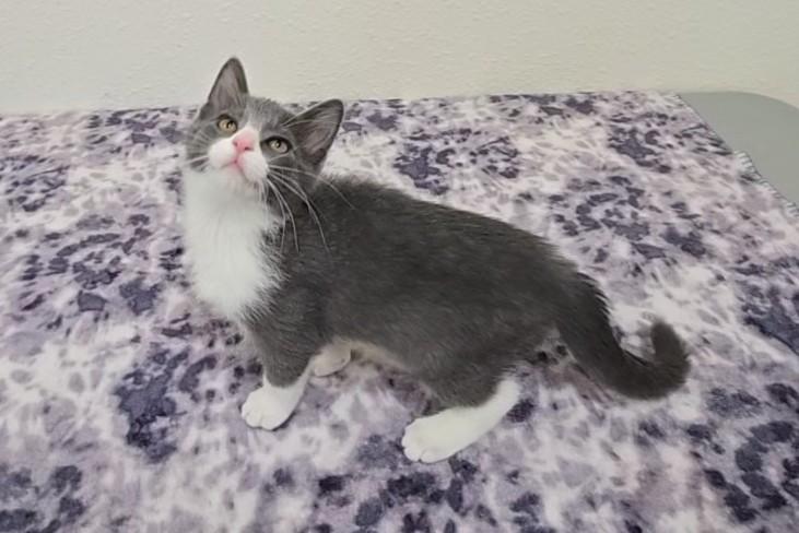 Gumdrop, a ADOPTABLE Domestic Short Hair in Red Wing, MN image 3/6