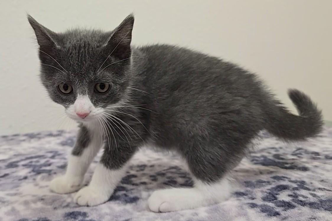Gumdrop, a ADOPTABLE Domestic Short Hair in Red Wing, MN image 4/6