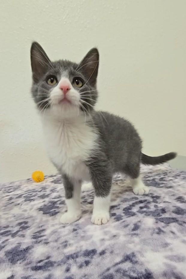 Gumdrop, a ADOPTABLE Domestic Short Hair in Red Wing, MN image 6/6