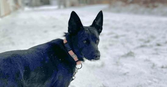 Pepper L aka Pepper 🇨🇦, Adoptable, Adult Female Labrador Retriever & Terrier.