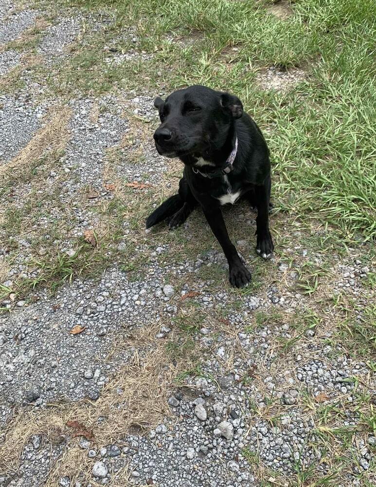 Pepper L aka Pepper, Adoptable, Adult Female Labrador Retriever & Terrier.