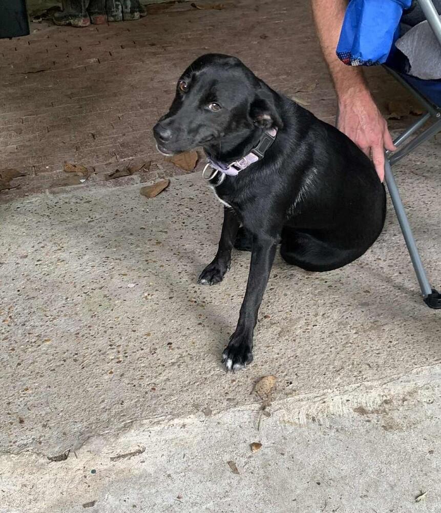 Enlarge Pepper L aka Pepper, a Adoptable mixed breed in Charlottetown, PE image 2/6