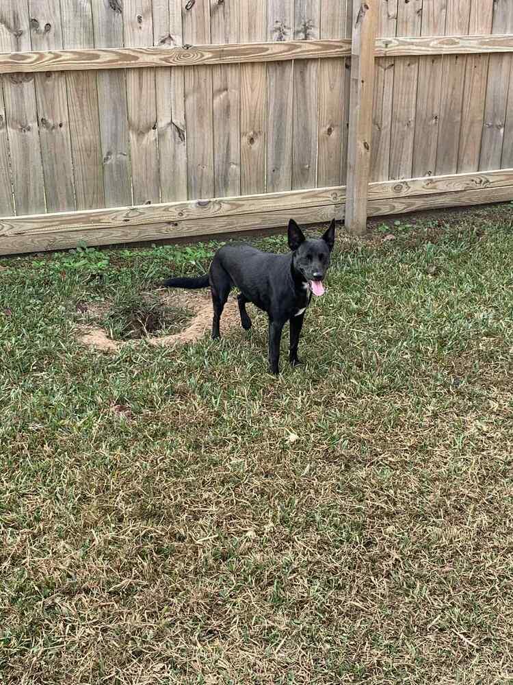Enlarge Pepper L aka Pepper, a Adoptable mixed breed in Charlottetown, PE image 5/6