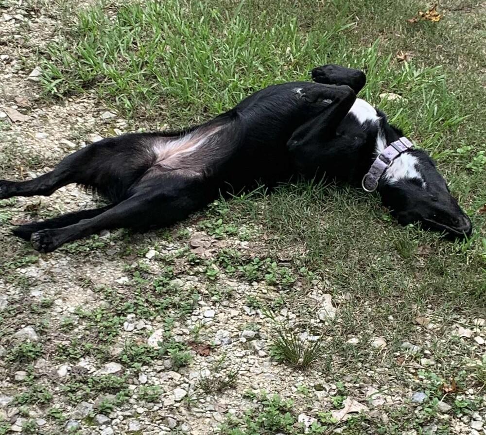 Enlarge Pepper L aka Pepper, a Adoptable mixed breed in Charlottetown, PE image 6/6