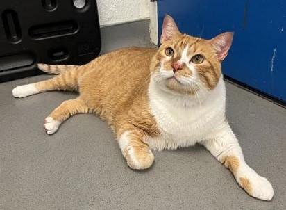 Ren & Rex - Bellevue, WA, a Adoptable Domestic Short Hair in Bellevue, WA image 5/6