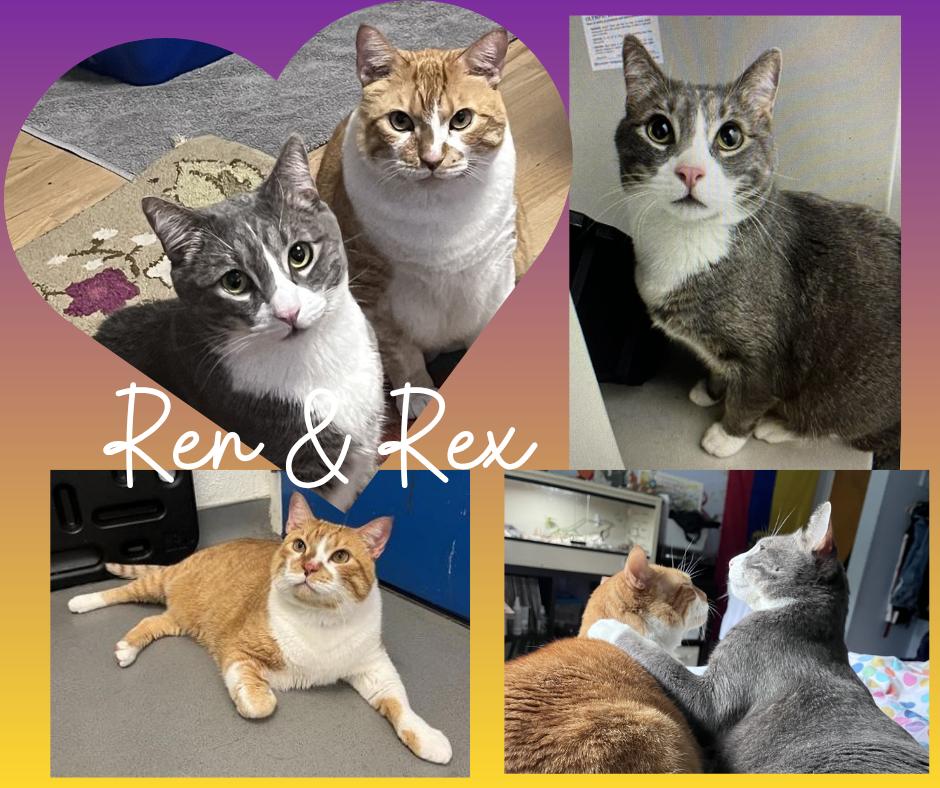 Ren & Rex - Bellevue, WA, a Adoptable Domestic Short Hair in Bellevue, WA image 1/6