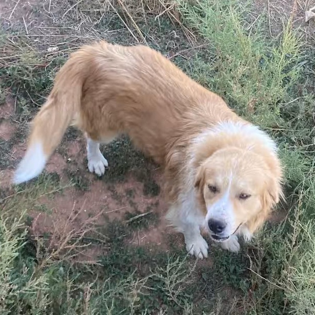 Biscuit, Adoptable, Adult Male Great Pyrenees.