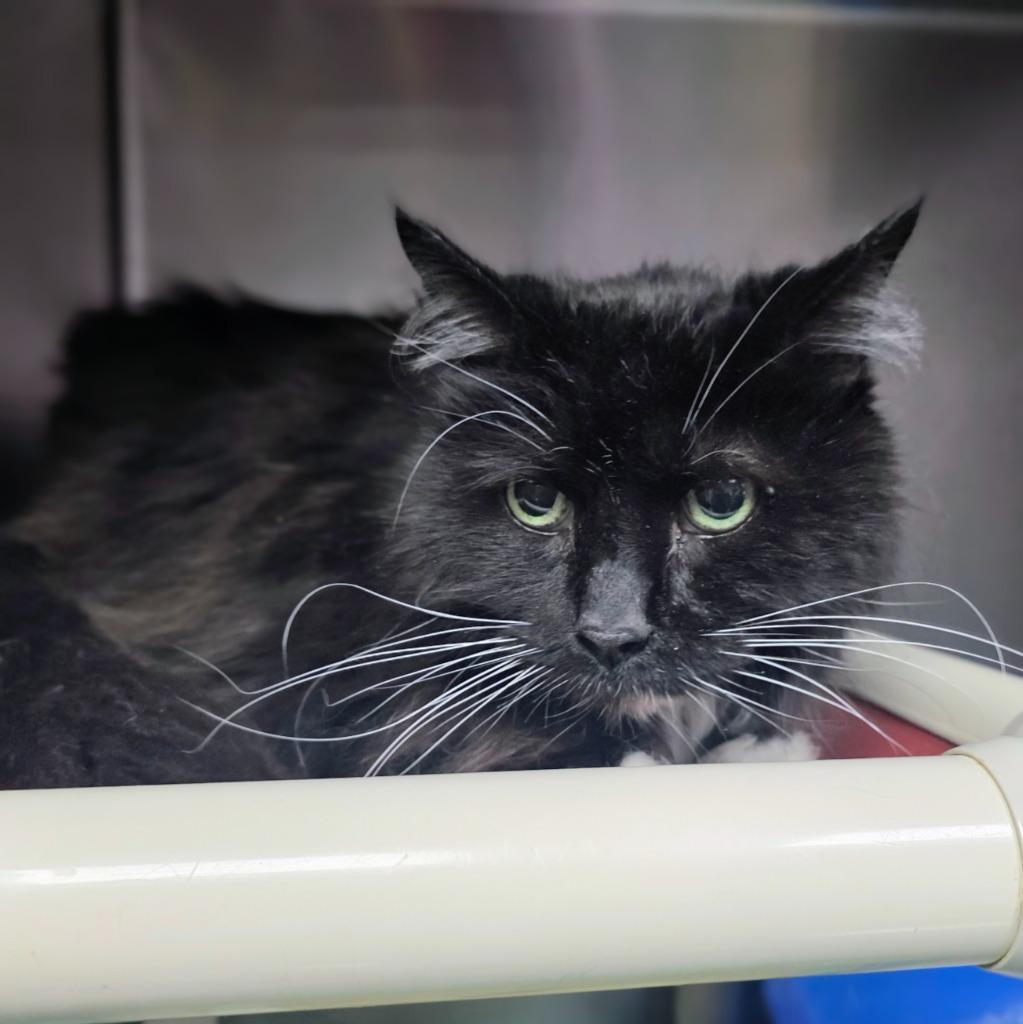 Nick, Adoptable, Senior Male Domestic Short Hair.