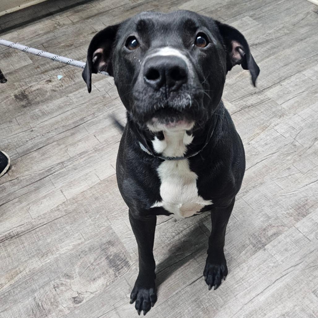 Enlarge Trooper, a Adoptable Mixed Breed in Jefferson city, TN image 1/3