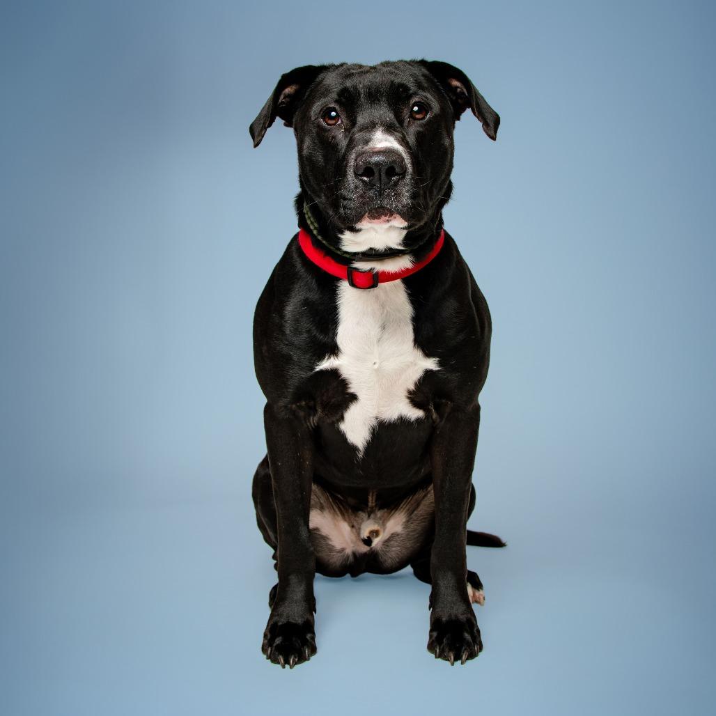 Enlarge Trooper, a Adoptable Mixed Breed in Jefferson city, TN image 2/3