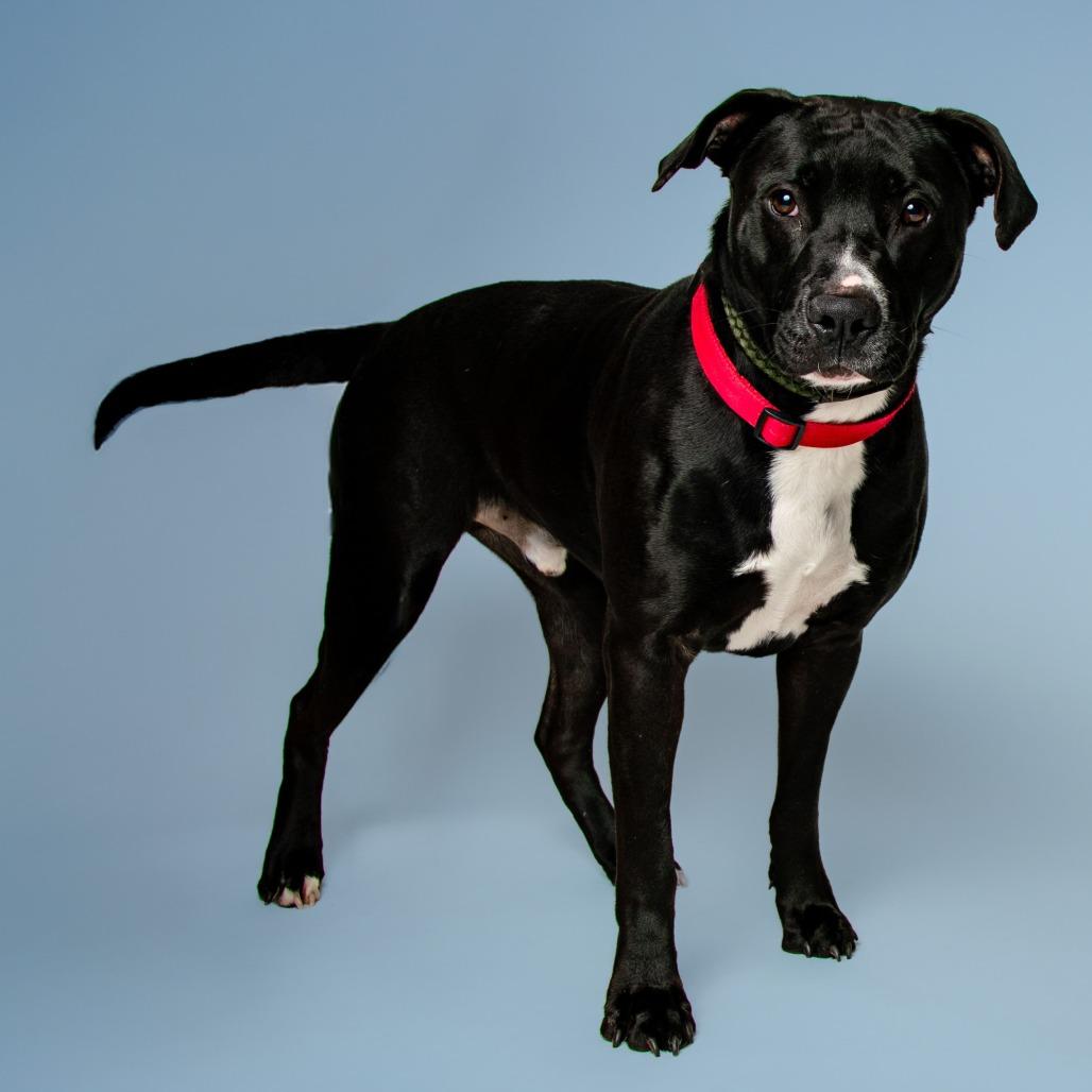 Enlarge Trooper, a Adoptable Mixed Breed in Jefferson city, TN image 3/3