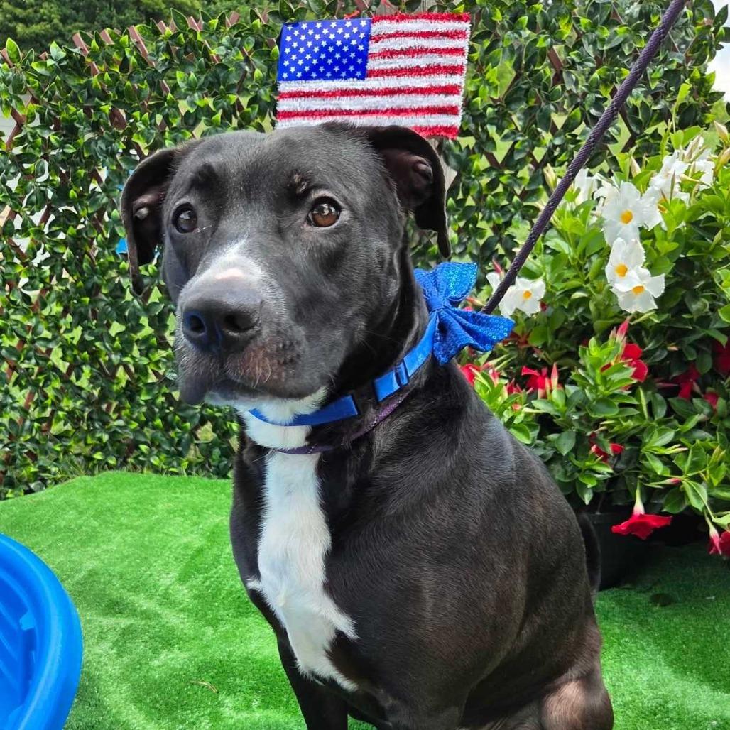 Trooper, a Adoptable Mixed Breed in Jefferson city, TN image 4/4