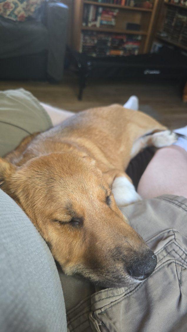 Lulu aka Socks, adoptable, Puppy Female Australian Cattle Dog / Blue Heeler.