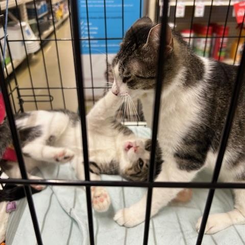 Enlarge Tripper & Doug, a Adoptable Domestic Short Hair in Stanhope, NJ image 2/6