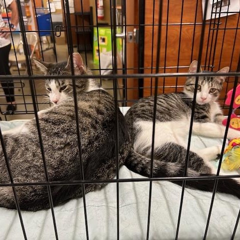 Enlarge Tripper & Doug, a Adoptable Domestic Short Hair in Stanhope, NJ image 3/6