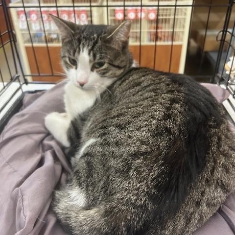 Enlarge Tripper & Doug, a Adoptable Domestic Short Hair in Stanhope, NJ image 4/6